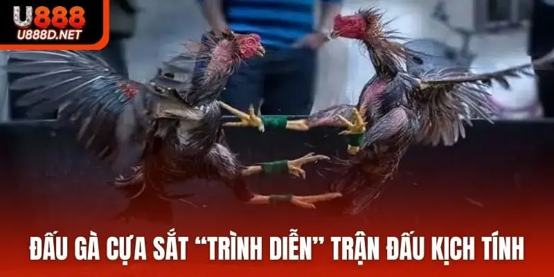 Đấu gà cựa sắt “trình diễn” những trận đấu kịch tính
