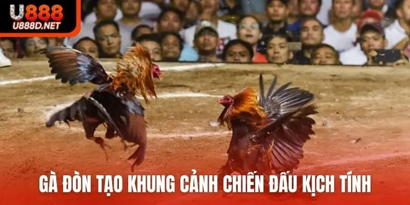 Gà đòn tạo khung cảnh chiến đấu kịch tính