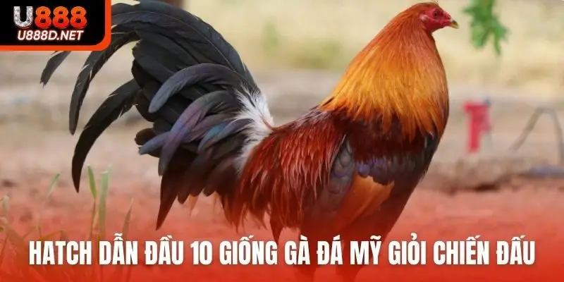 Hatch dẫn đầu 10 giống gà đá Mỹ giỏi chiến đấu