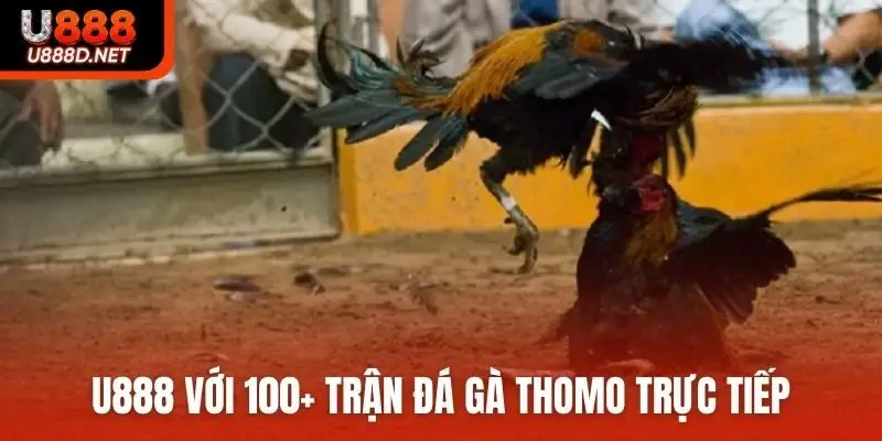 U888 Với 100+ trận đá gà Thomo trực tiếp